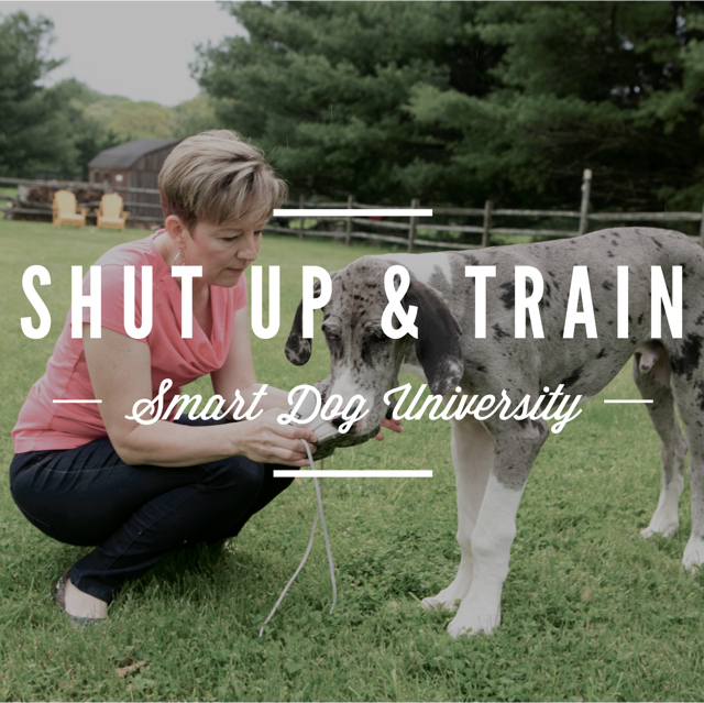 how to tell a dog to shut up