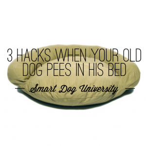 best bed for incontinent dog