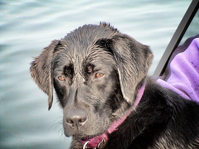 Lily, black Labrador, service dog