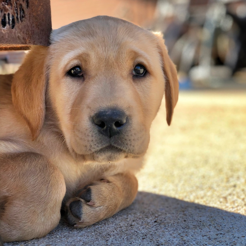 yellow Labrador, yellow Lab, service puppy in training, service dog in training