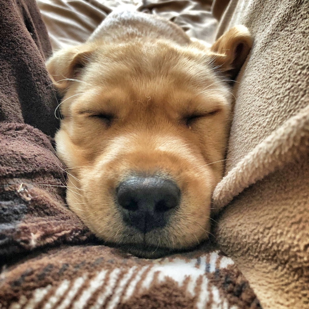 yellow Lab, yellow Labrador, service puppy in training, service dog in training