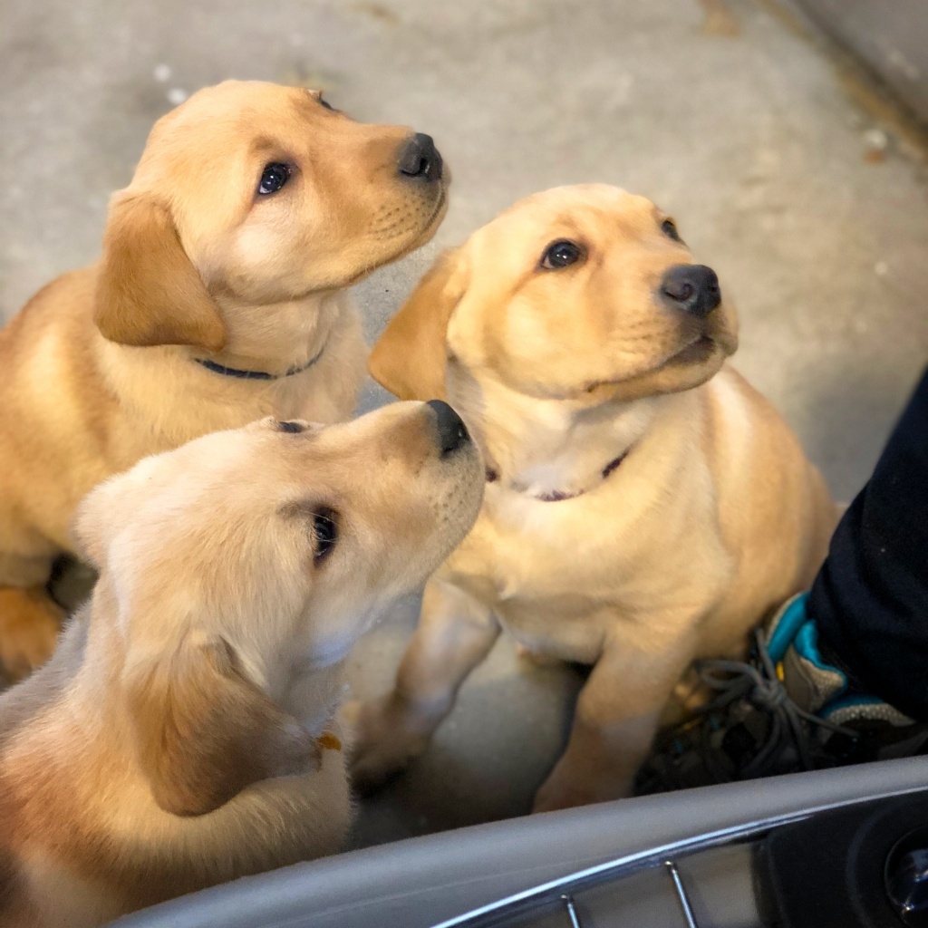 yellow Labrador, yellow Lab, service puppy in training, service dog in training