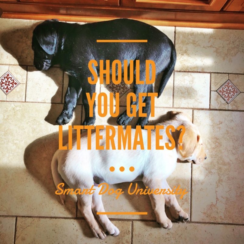 Blog Archives Smart Dog University