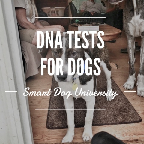 DNA Tests for Dogs: What Breeds Make Up Your Dog’s Heritage?