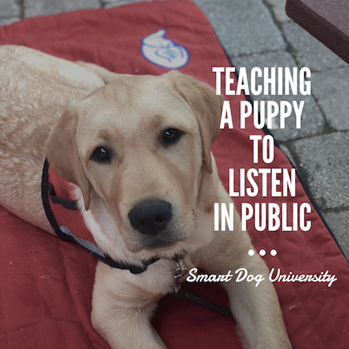 Teaching a Puppy to Listen in Public