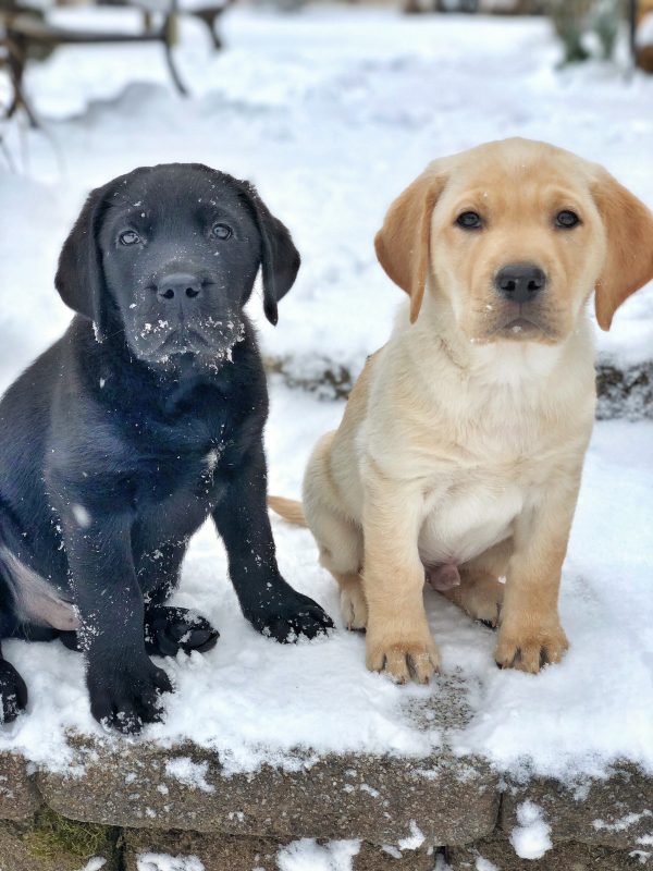 Meet the New Service Puppies in Training